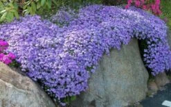 Emerald Cushion Blue Creeping Phlox - 6 Pack Of 1 Gallon Pots -Foliage Dream Sales Store Phlox Emerald Blue 11