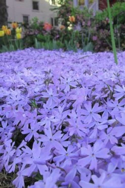 Emerald Cushion Blue Creeping Phlox - 6 Pack Of 1 Gallon Pots -Foliage Dream Sales Store Phlox Emerald Blue 13