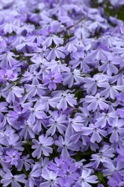 Emerald Cushion Blue Creeping Phlox - 6 Pack Of 1 Gallon Pots -Foliage Dream Sales Store Phlox Emerald Blue 14