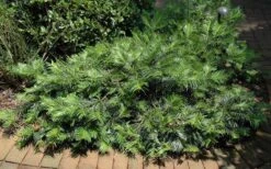 Creeping Japanese Plum Yew (Cephalotaxus Harringtonia 'Prostrata') - 2.5 Gallon Pot -Foliage Dream Sales Store Picture Creeping Yew