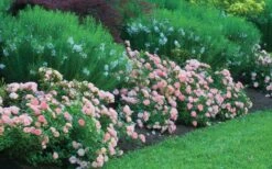 Apricot Drift Dwarf Rose - 1 Gallon Pot -Foliage Dream Sales Store Picture Drift Rose Apricot Border
