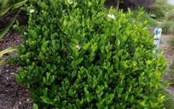 August Beauty Gardenia - 2.5 Quart Pot -Foliage Dream Sales Store Picture Gardenia August Beauty 3