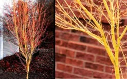 Bihou Yellow Bark Japanese Maple - 3 Gallon Pot -Foliage Dream Sales Store Picture Japanese Maple Bihou 1