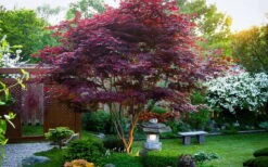 Bloodgood Red Leaf Japanese Maple - 1 Gallon Pot -Foliage Dream Sales Store Picture Japanese Maple Bloodgood tree 1