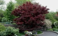 Bloodgood Red Leaf Japanese Maple - 1 Gallon Pot -Foliage Dream Sales Store Picture Japanese Maple Bloodgood tree 2