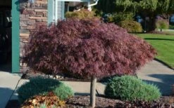 Crimson Queen Dwarf Japanese Maple - 5 Gallon Pot -Foliage Dream Sales Store Picture Japanese Maple Crimson Queen 1 1