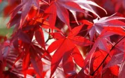 Fireglow Red Leaf Japanese Maple - 5 Gallon Pot (3-4') 14 Fireglow Red Leaf Japanese Maple - 5 Gallon Pot (3-4') -Foliage Dream Sales Store Picture Japanese Maple Fireglow 2 2