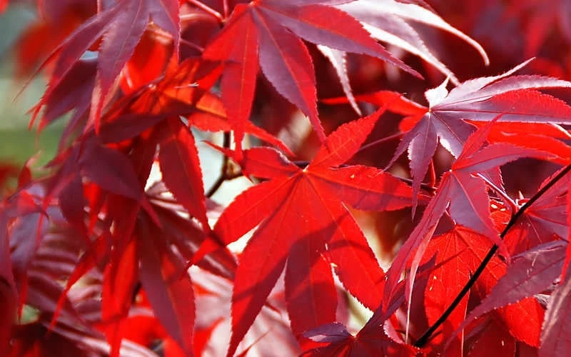 Fireglow Red Leaf Japanese Maple - 5 Gallon Pot (3-4') 7 Fireglow Red Leaf Japanese Maple - 5 Gallon Pot (3-4') - Image 7