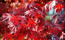 Fireglow Red Leaf Japanese Maple - 5 Gallon Pot (3-4') 15 Fireglow Red Leaf Japanese Maple - 5 Gallon Pot (3-4') -Foliage Dream Sales Store Picture Japanese Maple Fireglow 3 2