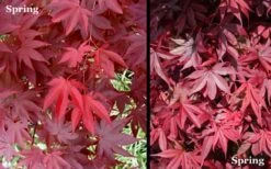 Red 'N Summer Japanese Maple - Acer Palmatum 'Hefner's Red' - 1 Gallon Pot -Foliage Dream Sales Store Picture Japanese Maple Hefners Red Spring