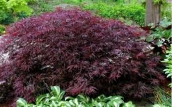 Red Dragon Dwarf Japanese Maple - 1 Gallon Pot -Foliage Dream Sales Store Picture Japanese Maple Red Dragon 2