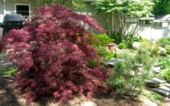 Tamukeyama Dwarf Red Japanese Maple - 1 Gallon Pot - High Grafted Tree Form -Foliage Dream Sales Store Picture Japanese Maple Tamukeyama 3 1