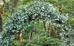 Confederate Jasmine Vine (Trachelospermum Jasminoides) - 3 Gallon Pot -Foliage Dream Sales Store Picture Jasmine Confederate On Arch