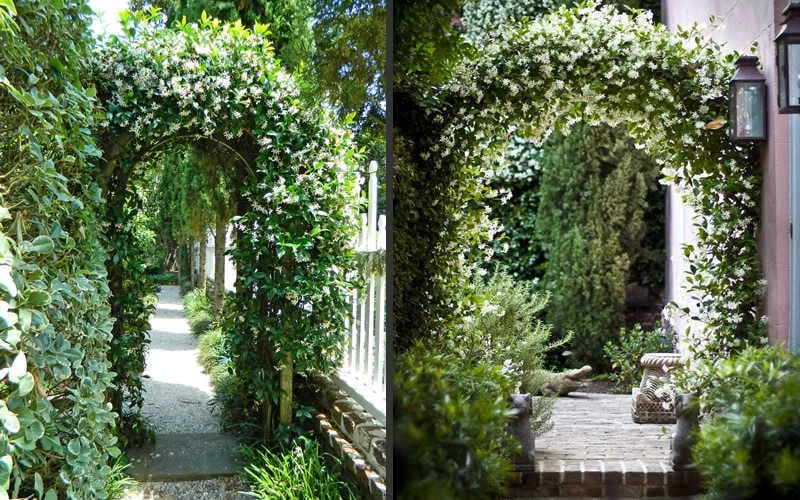 Confederate Jasmine Vine (Trachelospermum Jasminoides) - 6 Pack Of 1 Gallon Pots 7 Confederate Jasmine Vine (Trachelospermum Jasminoides) - 6 Pack Of 1 Gallon Pots - Image 7