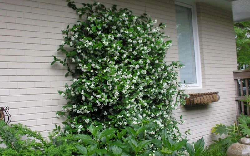 Confederate Jasmine Vine (Trachelospermum Jasminoides) - 6 Pack Of 1 Gallon Pots 8 Confederate Jasmine Vine (Trachelospermum Jasminoides) - 6 Pack Of 1 Gallon Pots - Image 8