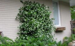 Confederate Jasmine Vine (Trachelospermum Jasminoides) - 3 Gallon Pot -Foliage Dream Sales Store Picture Jasmine Confederate On Trellis