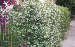 Confederate Jasmine Vine (Trachelospermum Jasminoides) - 3 Gallon Pot -Foliage Dream Sales Store Picture Jasmine Confederate Vine 1