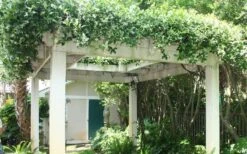 Confederate Jasmine Vine (Trachelospermum Jasminoides) - 3 Gallon Pot -Foliage Dream Sales Store Picture Jasmine Confederate Vine 2