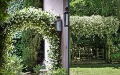 Madison Confederate Jasmine - 6 Pack Of 1 Gallon Pots 12 Madison Confederate Jasmine - 6 Pack Of 1 Gallon Pots -Foliage Dream Sales Store Picture Jasmine Madison 3 1