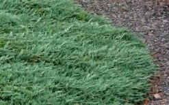 Blue Rug Juniper - 1 Gallon Pot -Foliage Dream Sales Store Picture Juniper Blue Rug 3