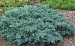 Blue Star Juniper - 6-Pack Of 1 Gallon Pots -Foliage Dream Sales Store Picture Juniper Blue Star
