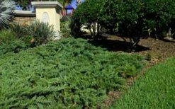 Parsons Juniper - Juniperus Davurica 'Parsonii' - 6 Pack Of 1 Gallon Pots -Foliage Dream Sales Store Picture Juniper Parsons Border 2