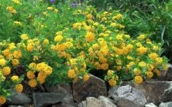 New Gold Hardy Lantana - 5 Pack Of Pint Pots -Foliage Dream Sales Store Picture Lantana Trailing New Gold 2 1
