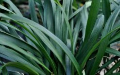 Big Blue Liriope - 6 Pack Of Pint Pots -Foliage Dream Sales Store Picture Liriope Big Blue 7 1
