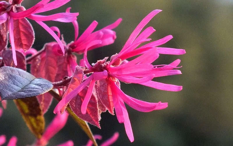 Purple Pixie Loropetalum - 1 Gallon Pot 7 Purple Pixie Loropetalum - 1 Gallon Pot - Image 7