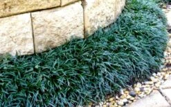 Dwarf Mondo Grass - 18 Count Flat Of Pint Pots -Foliage Dream Sales Store Picture Mondo Grass Dwarf 4