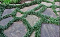 Dwarf Mondo Grass - 18 Count Flat Of Pint Pots -Foliage Dream Sales Store Picture Mondo Grass Dwarf 6