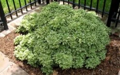 Variegated Pittosporum - Japanese Mock Orange - 1 Gallon Pot -Foliage Dream Sales Store Picture Pittosporum Variegated Shrub 1