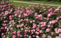 Sweet Drift Groundcover Rose - 2 Gallon Pot -Foliage Dream Sales Store Picture Rose Drift Sweet 1
