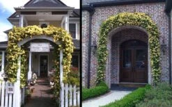 Lady Banks Yellow Rose - 1 Gallon Pot -Foliage Dream Sales Store Picture Rose Lady Banks Entry Arch