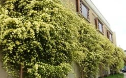 Lady Banks Yellow Rose - 5 Gallon Pot 18 Lady Banks Yellow Rose - 5 Gallon Pot -Foliage Dream Sales Store Picture Rose Lady Banks Trellis 1