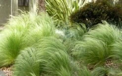 Pony Tails Mexican Feather Grass - Stipa Tennuissima - 6 Pack Of 1 Gallon Pots -Foliage Dream Sales Store Picture Stipa Tenuissima 7