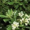Green Pittosporum (Japanese Mock Orange) - 3 Gallon Pot