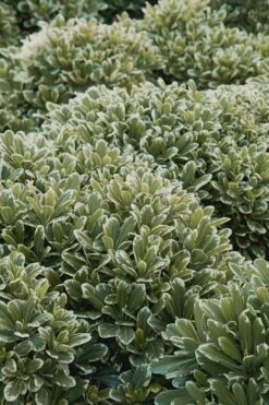 Mojo Dwarf Variegated Pittosporum - 1 Gallon Pot -Foliage Dream Sales Store Pittosporum Mojo 11