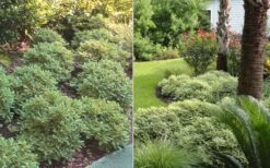 Mojo Dwarf Variegated Pittosporum - 1 Gallon Pot -Foliage Dream Sales Store Pittosporum Mojo 6