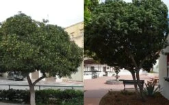 Green Pittosporum (Japanese Mock Orange) - 3 Gallon Pot 11 Green Pittosporum (Japanese Mock Orange) - 3 Gallon Pot -Foliage Dream Sales Store Pittosporum Tree Form