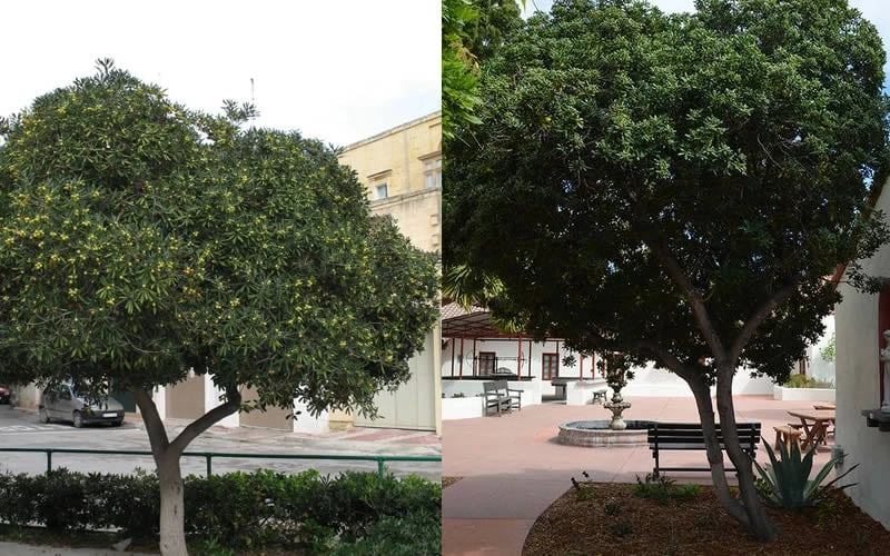 Green Pittosporum (Japanese Mock Orange) - 3 Gallon Pot 6 Green Pittosporum (Japanese Mock Orange) - 3 Gallon Pot - Image 6