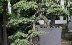 Variegated Pittosporum - Japanese Mock Orange - 1 Gallon Pot -Foliage Dream Sales Store Pittosporum Variegated Bonsai