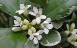 Variegated Pittosporum - Japanese Mock Orange - 1 Gallon Pot -Foliage Dream Sales Store Pittosporum Variegated Flowers 1