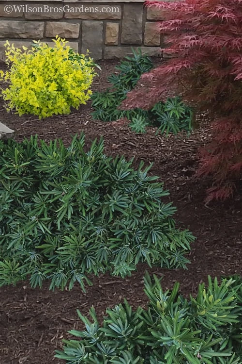 Pringles Dwarf Podocarpus Yew - 6 Pack Of 1 Gallon Pots 4 Pringles Dwarf Podocarpus Yew - 6 Pack Of 1 Gallon Pots - Image 4