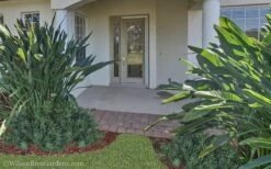 Pringles Dwarf Podocarpus Yew - 3 Gallon Pot -Foliage Dream Sales Store Podocarpus Pringles 21 2