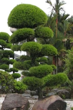 Podocarpus Macrophyllus Upright Yew - 3 Gallon Pot -Foliage Dream Sales Store Podocarpus Upright Yew 10