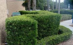 Podocarpus Macrophyllus Upright Yew - 3 Gallon Pot -Foliage Dream Sales Store Podocarpus Upright Yew 11