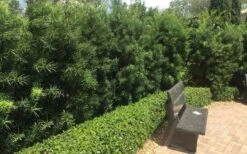 Podocarpus Macrophyllus Upright Yew - 3 Gallon Pot -Foliage Dream Sales Store Podocarpus Upright Yew 12