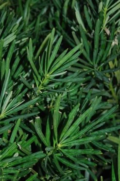 Podocarpus Macrophyllus Upright Yew - 3 Gallon Pot -Foliage Dream Sales Store Podocarpus Upright Yew 13