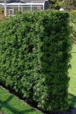 Podocarpus Macrophyllus Upright Yew - 7 Gallon Pot (4-5') -Foliage Dream Sales Store Podocarpus Upright Yew 15 1